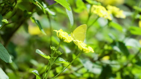 Common-Grass-Yellow-butterfly-perched-on-yellow-flower,-suddenly-flies-away