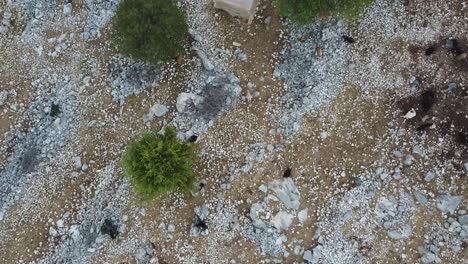 Top-down-aerial-on-a-herd-of-goats-and-sheep-between-ancient-stones-and-rocks-in-southern-Turkey