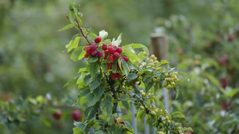 Miniature-red-apples-on-the-small-tree-in-the-orchard-in-Hardanger,-Norway