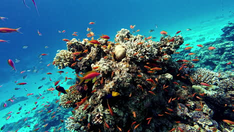 Tropical-underwater-sea-fishes,-Coral-reef-marine