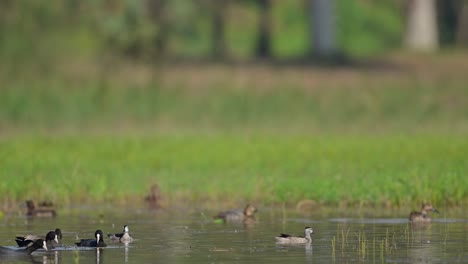 Cotton-pygmy-goose-and-Coots-in-Wetland