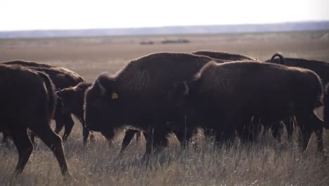 Herd-of-bison-walking-past-camera