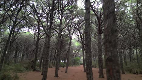 Forest-Pinewoods-by-the-sea,-Tuscany-Italy