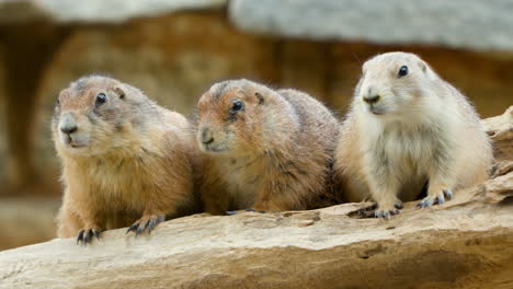 Three-Black-Tailed-Prairie-Dogs-in-captivity-sit-motionless-and-alert-on-rock