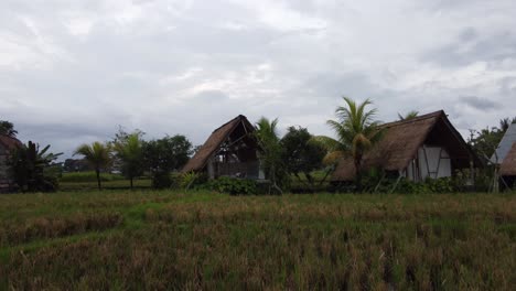 Person-sitting-at-Balinese-A-frame-Hut-amid-rural-rice-fields,-Bali