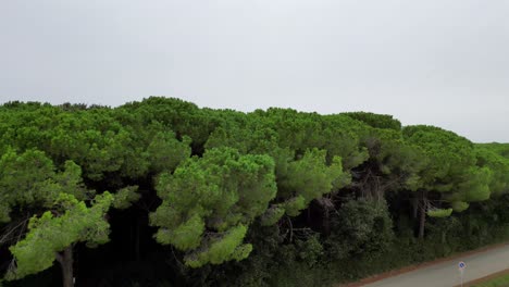 Pine-Forests-Pinewoods,-Beach-Tuscany-Italy
