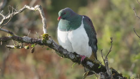 Großer-Endemischer-Vogel-Neuseelands---Kereru-Waldtaube-Sitzt-Auf-Einem-Ast