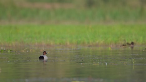 Male-Pochard-duck-on-the-Lake