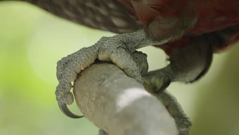 El-Pájaro-Kaka-Garra-Un-Gran-Loro-Que-Habita-En-El-Bosque-En-Wellington,-Isla-Del-Norte,-Nueva-Zelanda