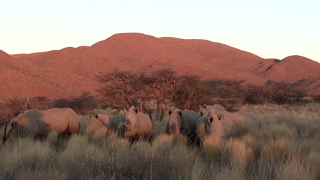Eine-Schar-Breitmaulnashörner-Wandert-In-Der-Nachmittagssonne-Durch-Die-Kalahari-Savanne