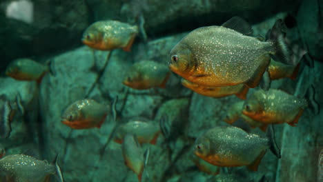 Several-Red-Bellied-Piranha-in-large-tank,-imitating-natural-habitat