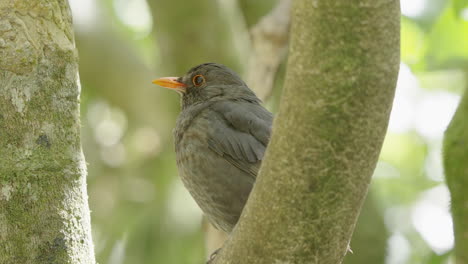 Female-Blackbird-In-The-Forest-Of-Karori-Wildlife-Sanctuary,-Wellington,-North-Island,-New-Zealand