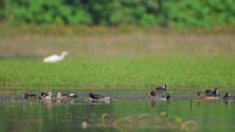 Flock-of-Ducks-Feeding-in-Pond