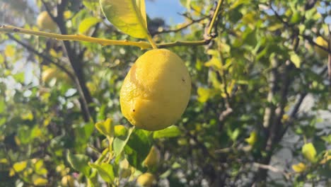 Videoaufnahme-Von-Zitronenfrüchten,-Die-An-Ästen-Im-Freien-Hängen,-Mit-Mediterranem-Ambiente,-Vor-Dem-Hintergrund-Eines-Hauses