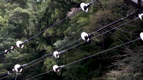 Overhead-Railway-Electricity-Power-Lines-And-Insulator-With-Trees-In-The-Background
