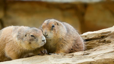 Prairie-dog-sitting-on-rock,-two-more-enter-frame,-nuzzle-first-animal