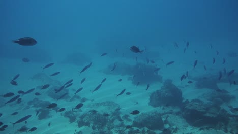 Natur-In-Bewegung,-Fischschwärme-Schwimmen-Anmutig-Am-Meeresboden