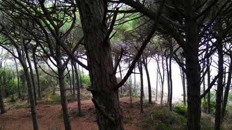 tree-Forest-Pinewoods-by-the-sea,-Tuscany-Italy