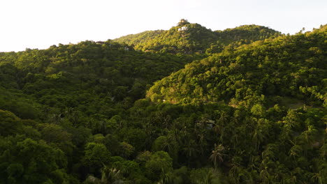 Drone-fly-above-natural-jungle-tropical-unpolluted-palm-tree-forest-,-aerial-view-at-sunset-of-amazing-scenic-landscape