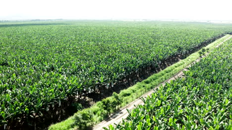 Panorama-Drohnenaufnahme-Einer-Bananenplantage