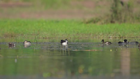 Flock-of-Ducks-in-wetland-in-morning