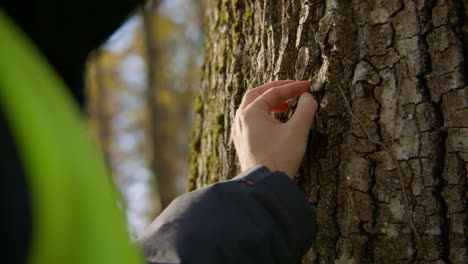 Baumpfleger,-Der-Sich-Auf-Die-Gesundheit-Und-Sicherheit-Einzelner-Birkenbäume-Konzentriert