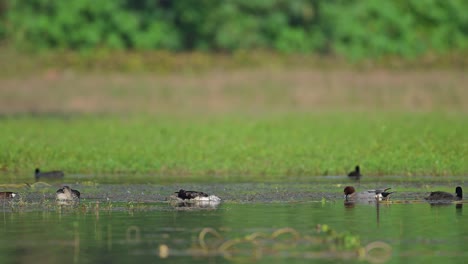 Knob-billed-duck-and-Eurasian-wigeon-Feeding-in-Wetland