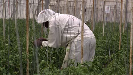 Technician
breeding-plants-in-greenhouse-in-Africa