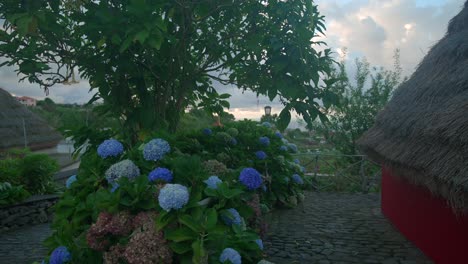 footgae-of-Hydrangea-plant-shot-in-madeira-portugal-at-traditional-A-shaped-houses-village-in-Santana-filmed-with-cinematic-movement