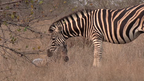 Shortly-after-birth,-the-zebra-foal-stumbles,-covered-in-the-birth-membrane