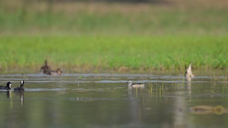 Cotton-pygmy-goose-and-Common-Pochards-feeding-in-Wetland