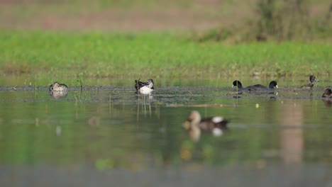 Knob-billed-duck-and-Coots-in-wetland