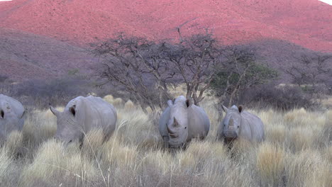 A-crash-of-white-rhinos-walking-in-the-Kalahari-savanna-grass