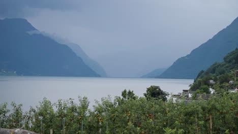 Apfelplantagen-Am-Ufer-Des-Hardangerfjords
