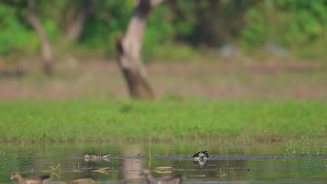 Knob-billed-duck-feeding-in-Morning-in-a-Pond-in-Forest