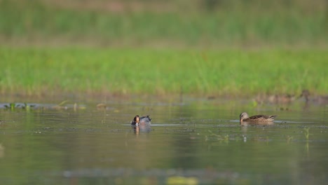 The-Eurasian-wigeon-ducks-in-wetland