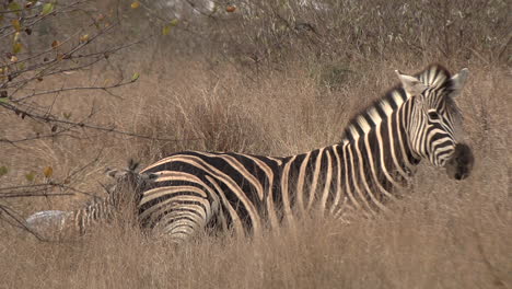 A-zebra-mare-lies-in-the-savannah-grass-next-to-her-newborn-foal