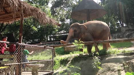 Family-feeding-Elephant-with-a-stick-from-behind-a-fence-at-Chiang-mai-Zoo