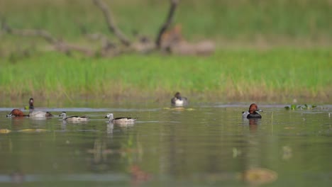 Cotton-pygmy-goose-and-other-Ducks-in-Wetland