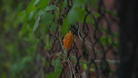 Schöne-Aufnahme-Einer-Orangefarbenen-Kerala-Bittermelonenpflanze-Mit-Kerala,-Die-An-Weinreben-Hängt,-Aus-Denen-Gesunder-Kräutertee-Zum-Abnehmen-Hergestellt-Wird