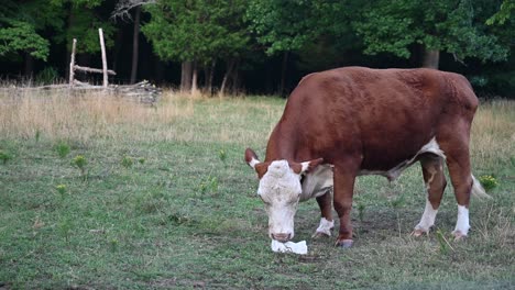 Cow-in-Pasture-licking-salt-lick-at-Kings-Mountain,-North-Carolina