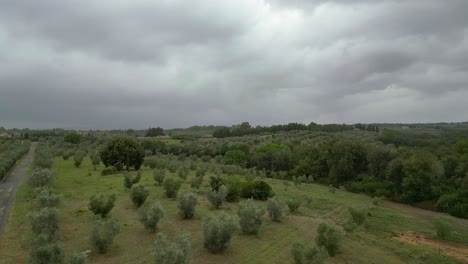Cielo-Nublado-Sobre-Olivar,-Toscana-Italia