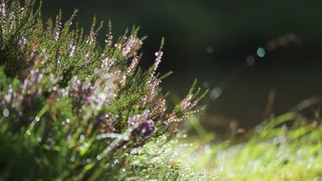 Heather-shrub-with-delicate-pink-flowers-beaded-with-morning-dew