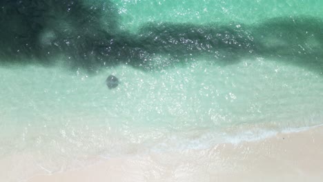 Stachelrochen-Und-Fischschwärme-Schwimmen-In-Der-Nähe-Des-Strandes-Von-Fulidhoo,-Malediven