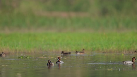 Swiming-duck.-Common-Pochard.--in-wetland