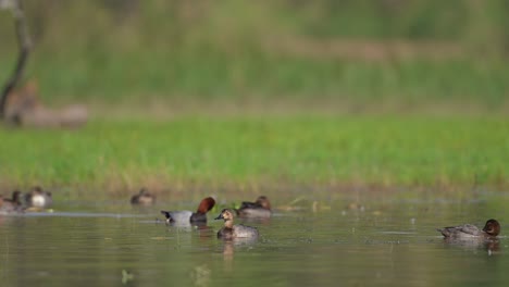 Flock-of-Common-Pochards-in-wetland