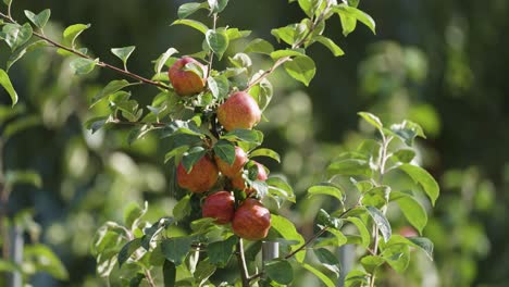 Ripe-red-apples-in-the-orchard-in-Hardanger,-Norway