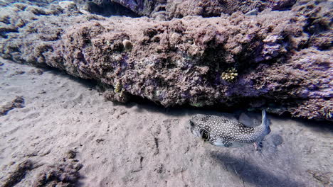 Underwater-footage-of-a-pufferfish-in-the-sea-near-Dahab,-Egypt