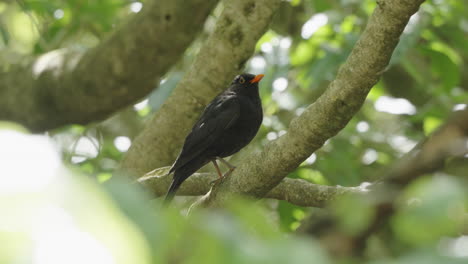 Male-Blackbird-Perching-On-The-Forest-Near-Wellington,-North-Island,-New-Zealand