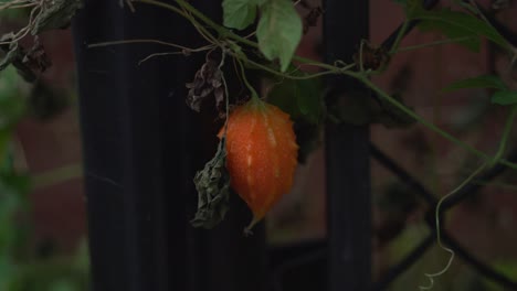 Shot-of-orange-bitter-gourd-vines-on-fence-Cerasee-kerala-bitter-melon-plant-with-kerala-hanging-from-vines-used-to-make-herbal-healthy-tea-good-for-weight-loss